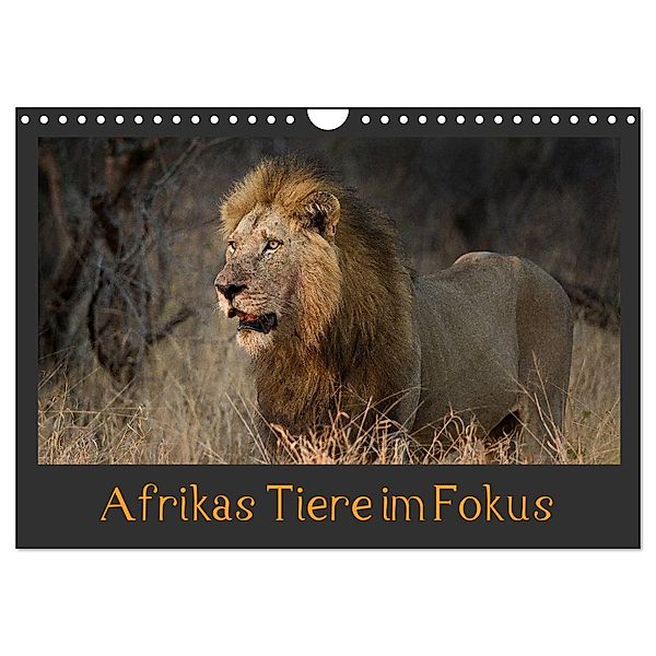 Afrikas Tiere im Fokus (Wandkalender 2025 DIN A4 quer), CALVENDO Monatskalender, Calvendo, Johann Schörkhuber