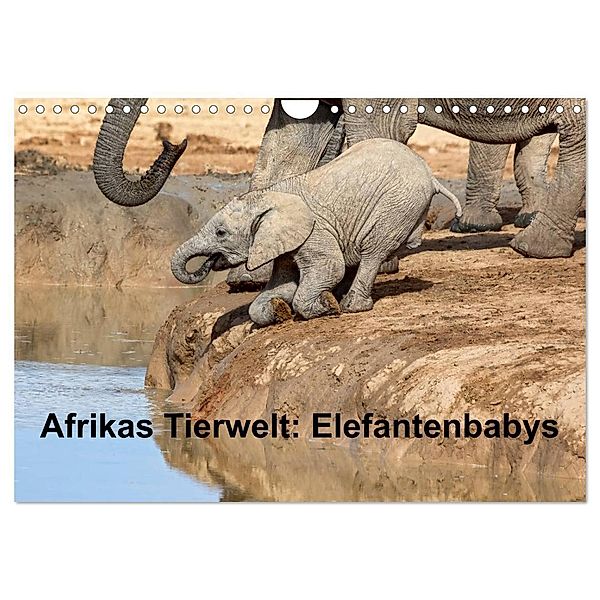 Afrikas Tierwelt: Elefantenbabys (Wandkalender 2024 DIN A4 quer), CALVENDO Monatskalender, Michael Voß