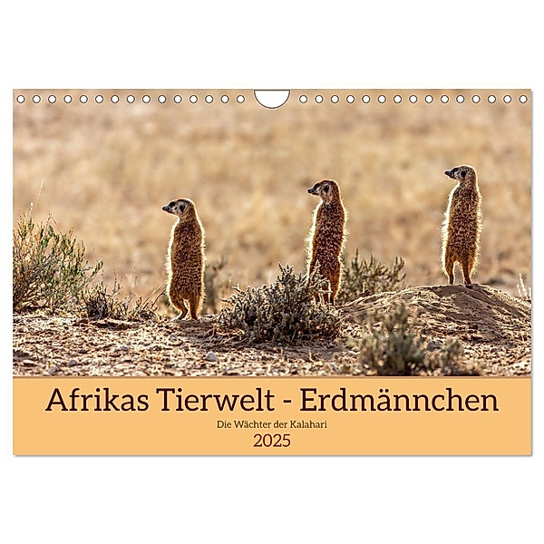 Afrikas Tierwelt - Erdmännchen (Wandkalender 2025 DIN A4 quer), CALVENDO Monatskalender, Calvendo, Michael Voß