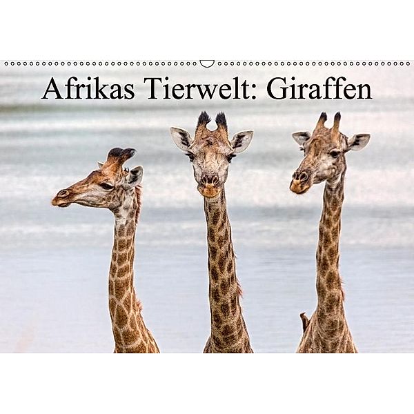 Afrikas Tierwelt: Giraffen (Wandkalender 2017 DIN A2 quer), Michael Voß