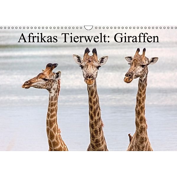 Afrikas Tierwelt: Giraffen (Wandkalender 2018 DIN A3 quer), Michael Voß