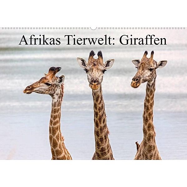 Afrikas Tierwelt: Giraffen (Wandkalender 2023 DIN A2 quer), Michael Voß