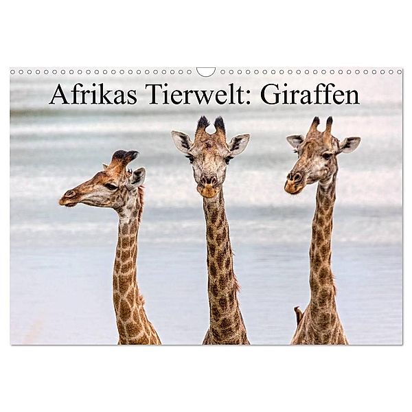 Afrikas Tierwelt: Giraffen (Wandkalender 2024 DIN A3 quer), CALVENDO Monatskalender, Michael Voß
