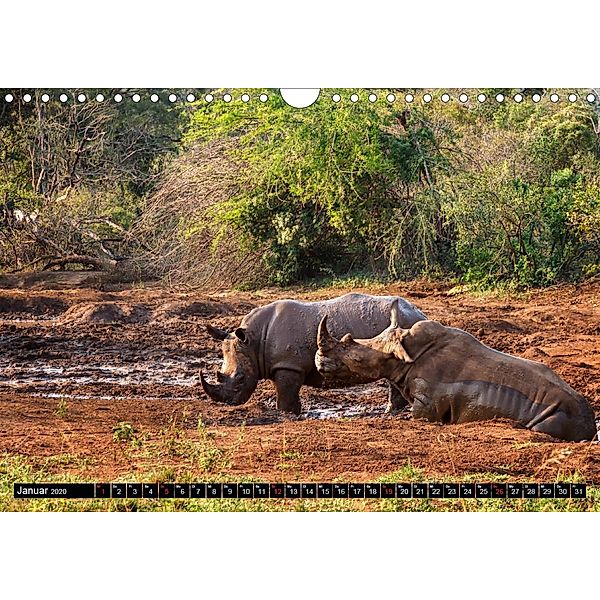 Afrikas Tierwelt: Nashörner (Wandkalender 2020 DIN A4 quer), Michael Voß
