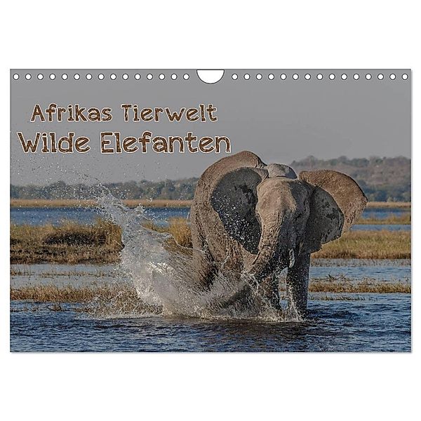 Afrikas Tierwelt - Wilde Elefanten (Wandkalender 2024 DIN A4 quer), CALVENDO Monatskalender, Michael Voß