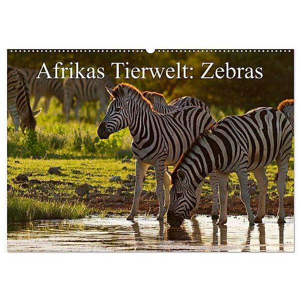Afrikas Tierwelt: Zebras (Wandkalender 2024 DIN A2 quer), CALVENDO Monatskalender, Michael Voß