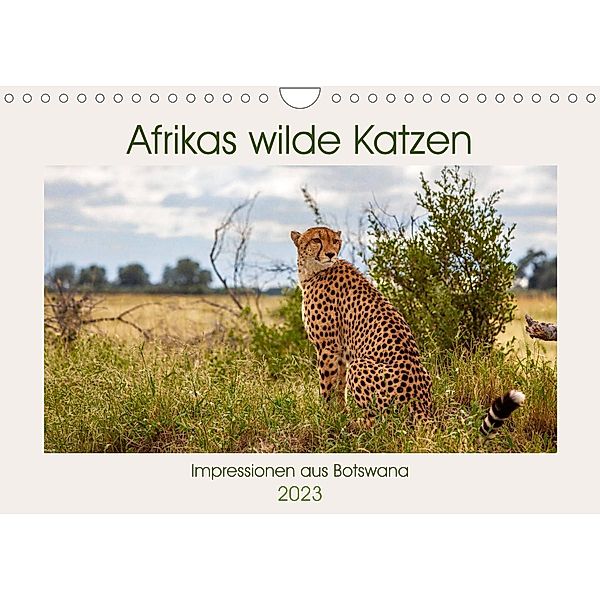 Afrikas wilde Katzen (Wandkalender 2023 DIN A4 quer), Ursula Di Chito