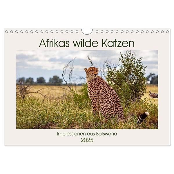 Afrikas wilde Katzen (Wandkalender 2025 DIN A4 quer), CALVENDO Monatskalender, Calvendo, Ursula Di Chito