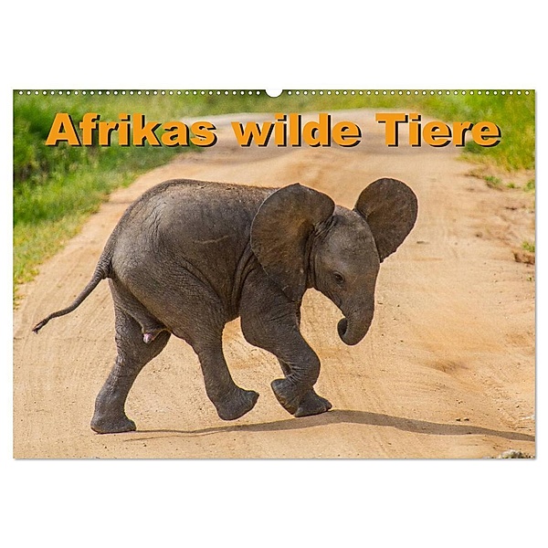 Afrikas wilde Tiere (Wandkalender 2024 DIN A2 quer), CALVENDO Monatskalender, Frank Struckmann /FSTWildlife