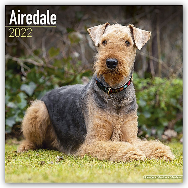 Airedale Terrier 2022 - 16-Monatskalender, Avonside Publishing