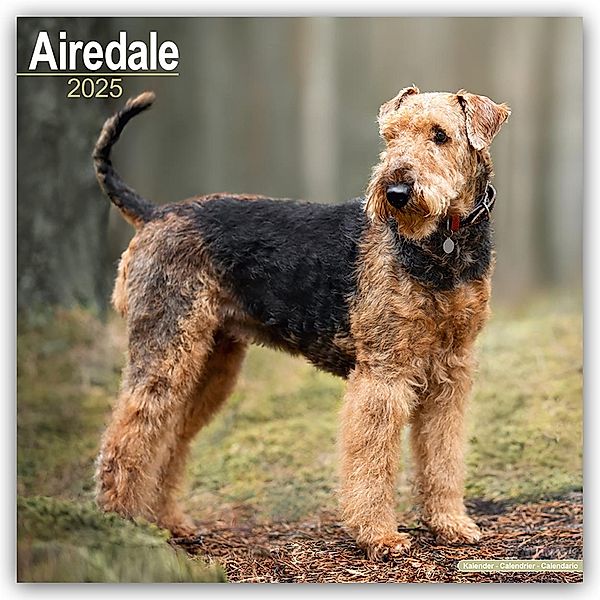Airedale Terrier 2025 - 16-Monatskalender, Avonside Publishing