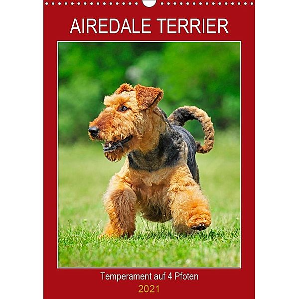 Airedale Terrier - Temperament auf 4 Pfoten (Wandkalender 2021 DIN A3 hoch), Sigrid Starick