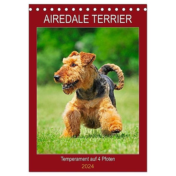Airedale Terrier - Temperament auf 4 Pfoten (Tischkalender 2024 DIN A5 hoch), CALVENDO Monatskalender, Sigrid Starick