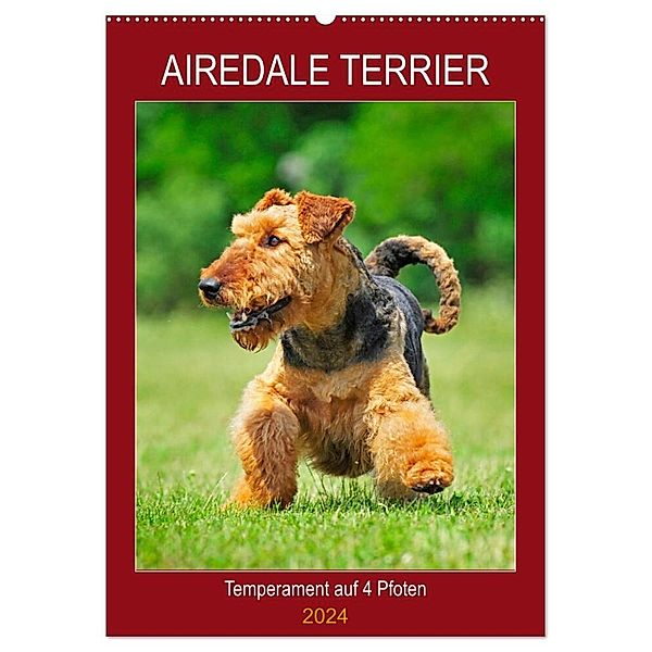 Airedale Terrier - Temperament auf 4 Pfoten (Wandkalender 2024 DIN A2 hoch), CALVENDO Monatskalender, Sigrid Starick