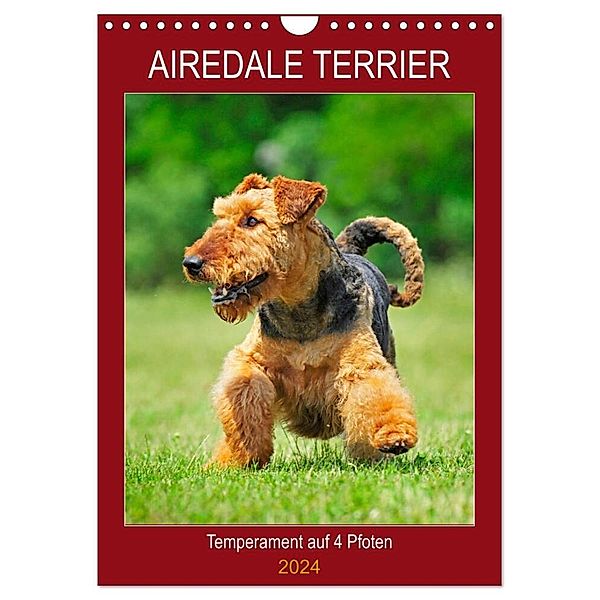 Airedale Terrier - Temperament auf 4 Pfoten (Wandkalender 2024 DIN A4 hoch), CALVENDO Monatskalender, Sigrid Starick