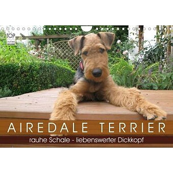 Airedale Terrier (Wandkalender 2022 DIN A4 quer), Gaby Rottmann