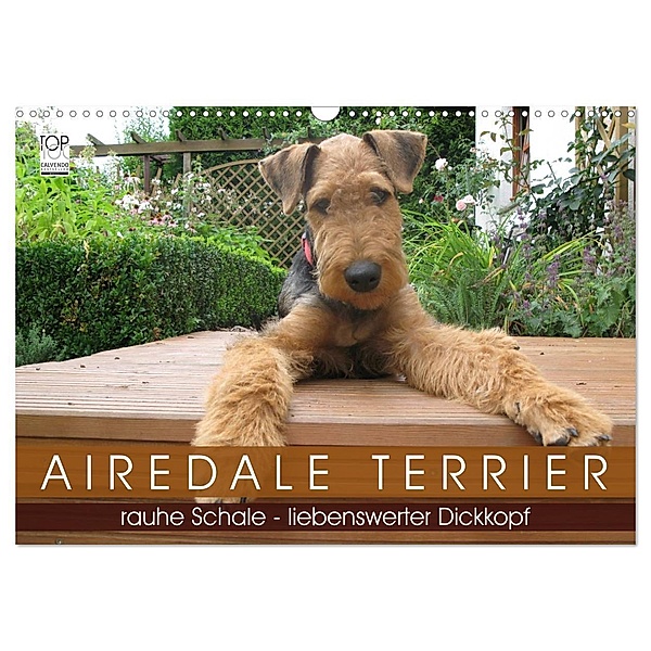 Airedale Terrier (Wandkalender 2024 DIN A3 quer), CALVENDO Monatskalender, Gaby Rottmann