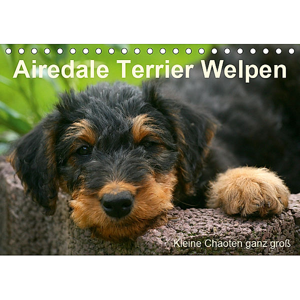 Airedale Terrier Welpen (Tischkalender 2019 DIN A5 quer), Susan Milau