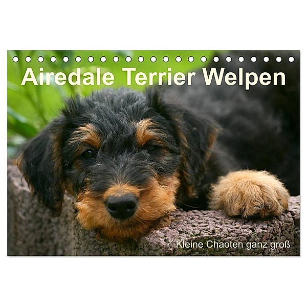 Airedale Terrier Welpen (Tischkalender 2024 DIN A5 quer), CALVENDO Monatskalender, Susan Milau