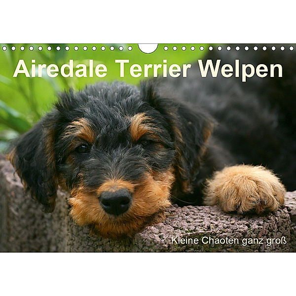 Airedale Terrier Welpen (Wandkalender 2020 DIN A4 quer), Susan Milau