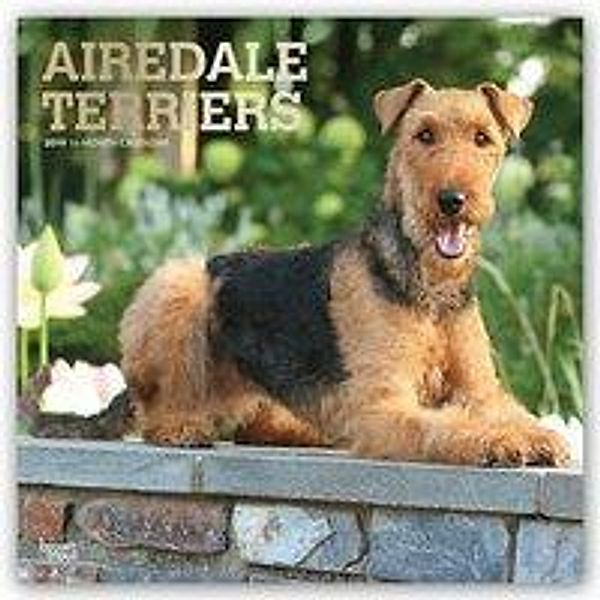 Airedale Terriers 2019 Square Foil, Inc Browntrout Publishers