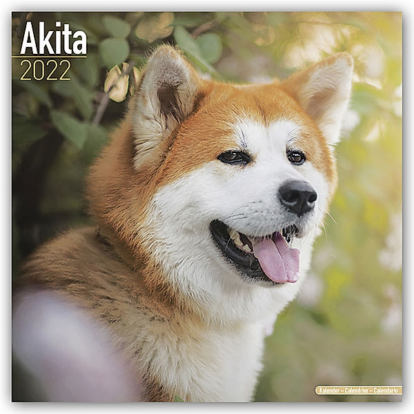Akitas 2022 - 16-Monatskalender, Avonside Publishing Ltd