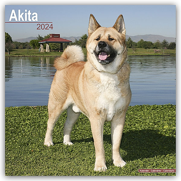 Akitas 2024 - 16-Monatskalender, Avonside Publishing Ltd.