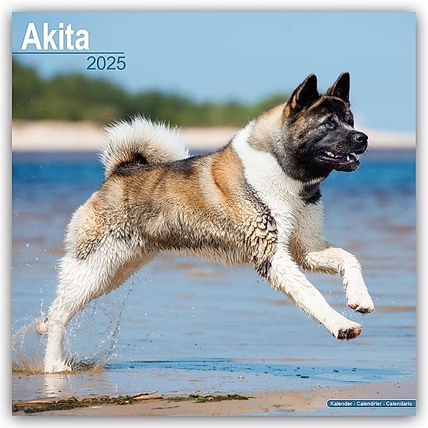 Akitas 2025 - 16-Monatskalender, Avonside Publishing Ltd.