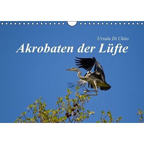 Akrobaten der Lüfte (Wandkalender 2015 DIN A4 quer), Ursula Di Chito