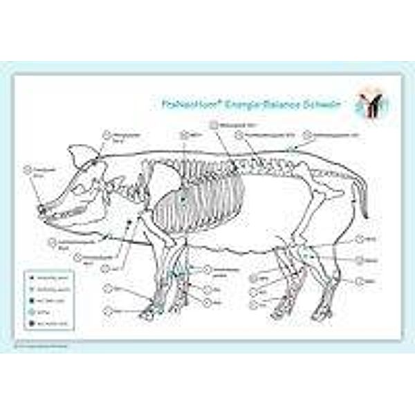 Akupunktur-Tafel Schwein, Layena Bassols Rheinfelder