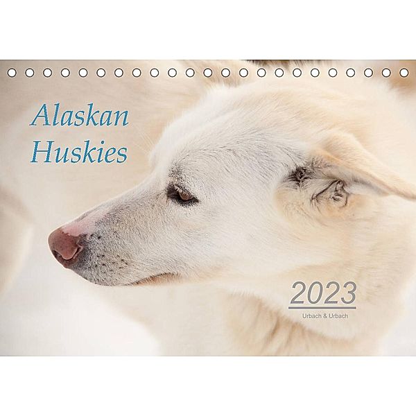 Alaskan Huskies (Tischkalender 2023 DIN A5 quer), Urbach & Urbach