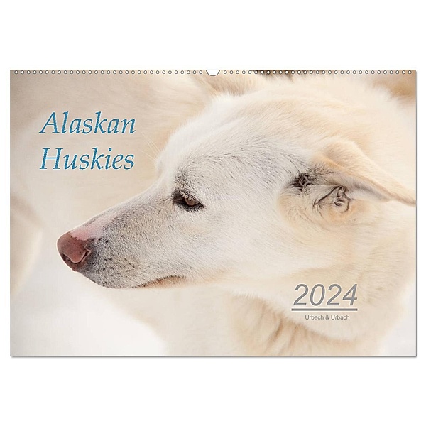 Alaskan Huskies (Wandkalender 2024 DIN A2 quer), CALVENDO Monatskalender, Urbach & Urbach