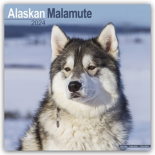 Alaskan Malamute 2024 - 16-Monatskalender, Avonside Publishing Ltd