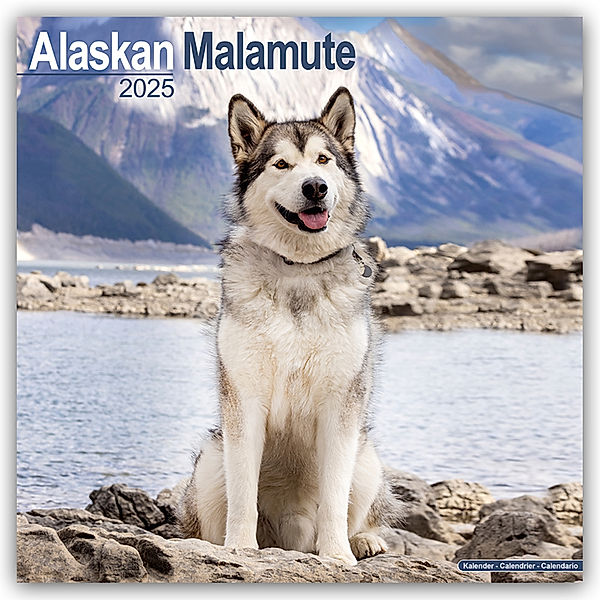 Alaskan Malamute 2025 - 16-Monatskalender, Avonside Publishing Ltd