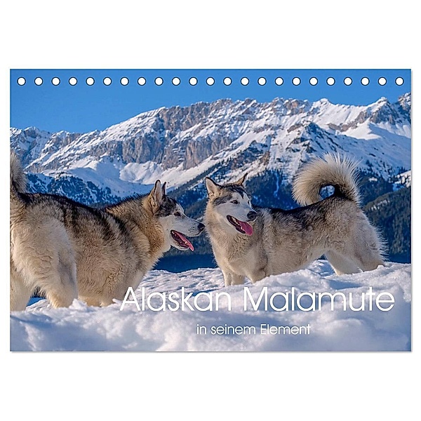 Alaskan Malamute in seinem Element (Tischkalender 2024 DIN A5 quer), CALVENDO Monatskalender, wuffclick-pic