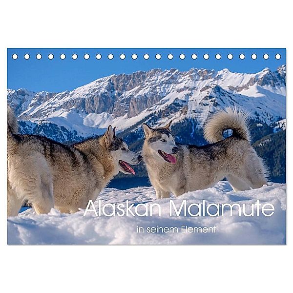 Alaskan Malamute in seinem Element (Tischkalender 2025 DIN A5 quer), CALVENDO Monatskalender, Calvendo, wuffclick-pic