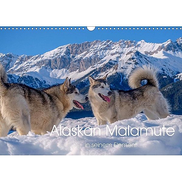 Alaskan Malamute in seinem Element (Wandkalender 2021 DIN A3 quer), wuffclick-pic