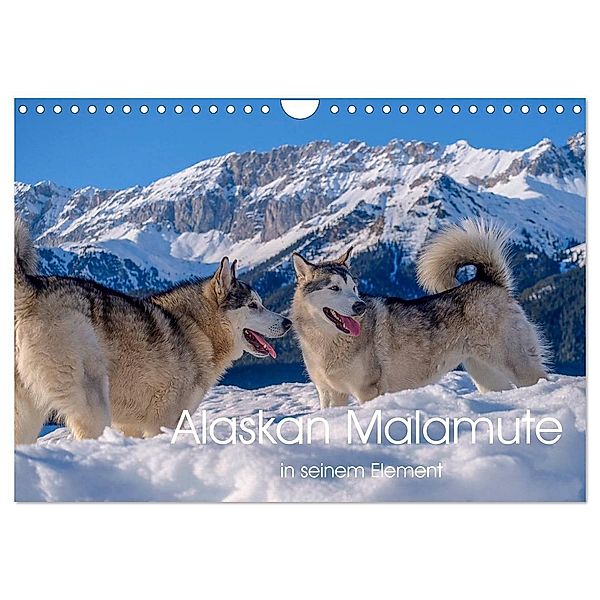 Alaskan Malamute in seinem Element (Wandkalender 2024 DIN A4 quer), CALVENDO Monatskalender, wuffclick-pic