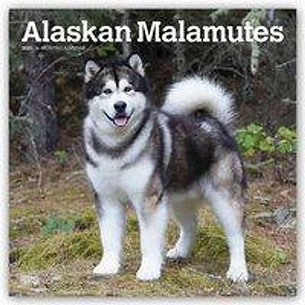Alaskan Malamutes 2021 - 16-Monatskalender mit freier DogDays-App, Alaskan Malamutes 2021