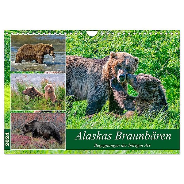 Alaskas Braunbären - Begegnungen der bärigen Art (Wandkalender 2024 DIN A4 quer), CALVENDO Monatskalender, Dieter Wilczek