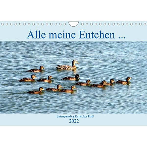 Alle meine Entchen ... Entenparadies Kurisches Haff (Wandkalender 2022 DIN A4 quer), Henning von Löwis of Menar, Henning von Löwis of Menar