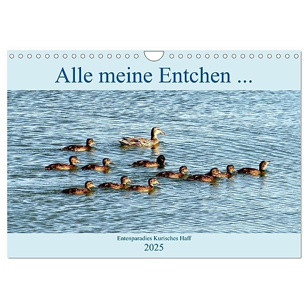 Alle meine Entchen ... Entenparadies Kurisches Haff (Wandkalender 2025 DIN A4 quer), CALVENDO Monatskalender, Calvendo, Henning von Löwis of Menar