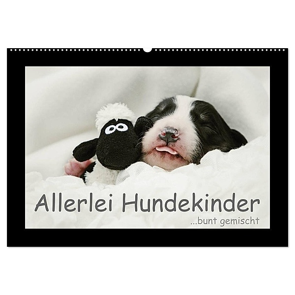 Allerlei Hundekinder (Wandkalender 2024 DIN A2 quer), CALVENDO Monatskalender, Kathrin Köntopp