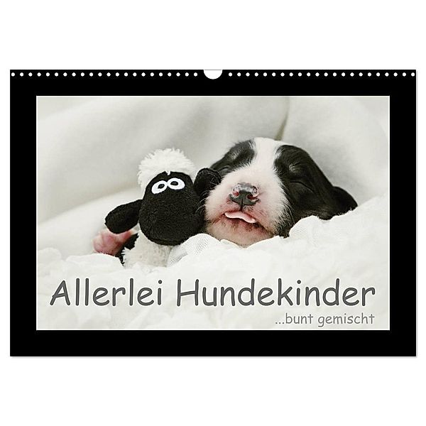 Allerlei Hundekinder (Wandkalender 2024 DIN A3 quer), CALVENDO Monatskalender, Kathrin Köntopp