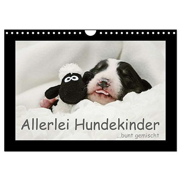 Allerlei Hundekinder (Wandkalender 2024 DIN A4 quer), CALVENDO Monatskalender, Kathrin Köntopp