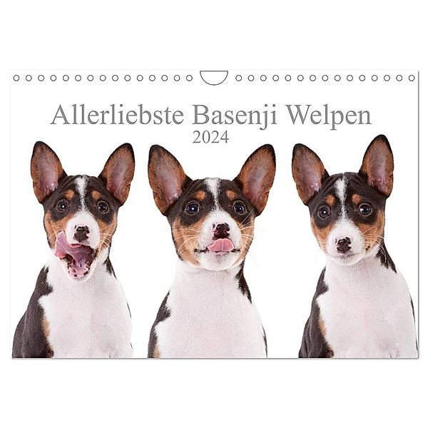 Allerliebste Basenji Welpen 2024 (Wandkalender 2024 DIN A4 quer), CALVENDO Monatskalender, Angelika Joswig