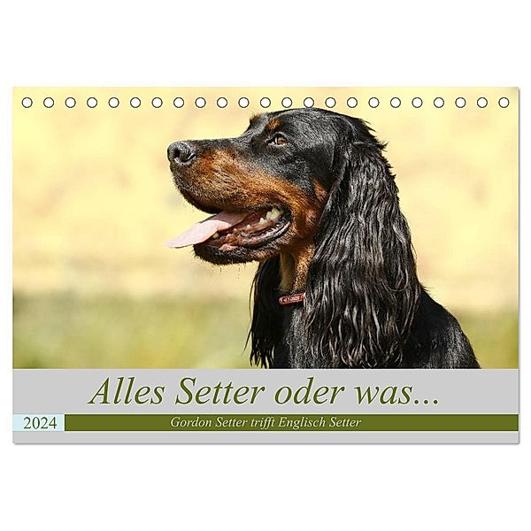 Alles Setter oder was (Tischkalender 2024 DIN A5 quer), CALVENDO Monatskalender, Hundefotografie Bea Müller