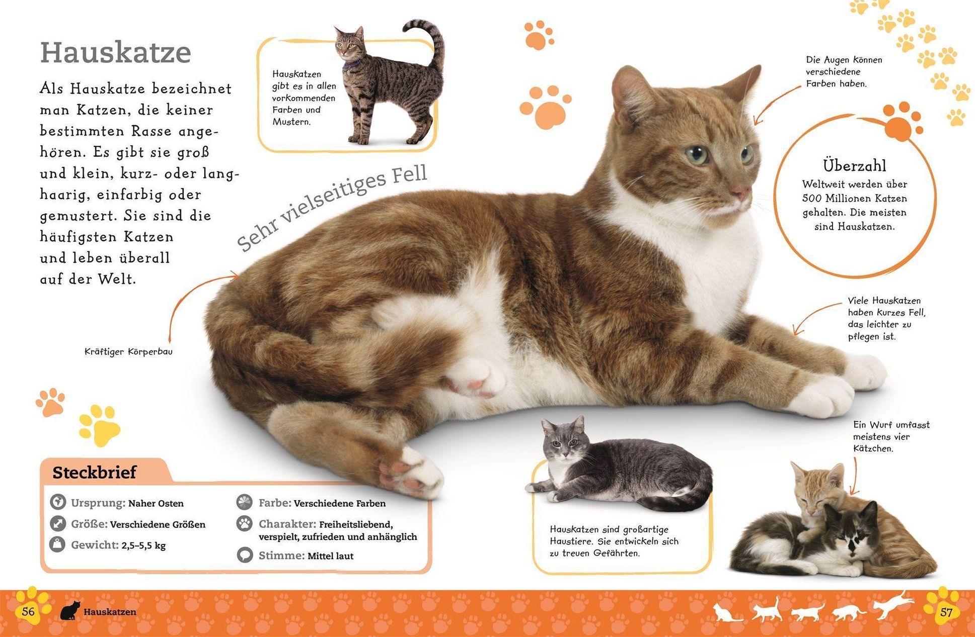 Alles über deine Katze Buch jetzt online bei Weltbild.ch bestellen