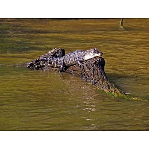 Alligator - 1.000 Teile (Puzzle)