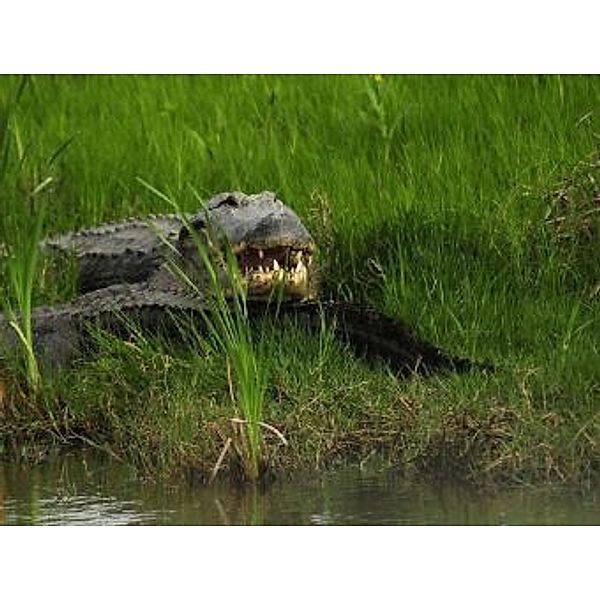 Alligator - 1.000 Teile (Puzzle)